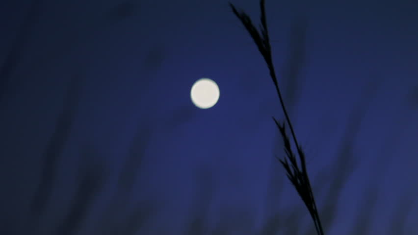Tall prairie grass sways in the breeze, silhouetted in front of an indigo evening sky and half moon. Cherokee Marsh, Madison, Wisconsin, Midwest USA.
