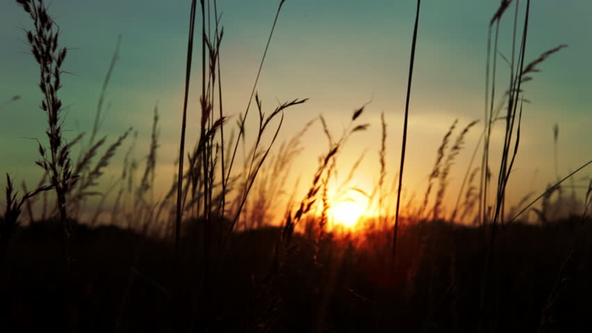 Tall prairie grass sways in the breeze, silhouetted in front of a setting sun and brilliant sunset sky. Cherokee Marsh, Madison, Wisconsin, Midwest USA.