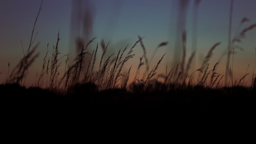 Rack focus on tall prairie grass swaying in the breeze, silhouetted in front of a setting sun and brilliant sunset sky. Cherokee Marsh, Madison, Wisconsin, Midwest USA.