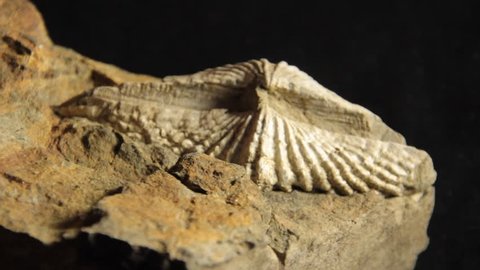 Fossil of a Spiriferid Brachiopod - Permian Australia