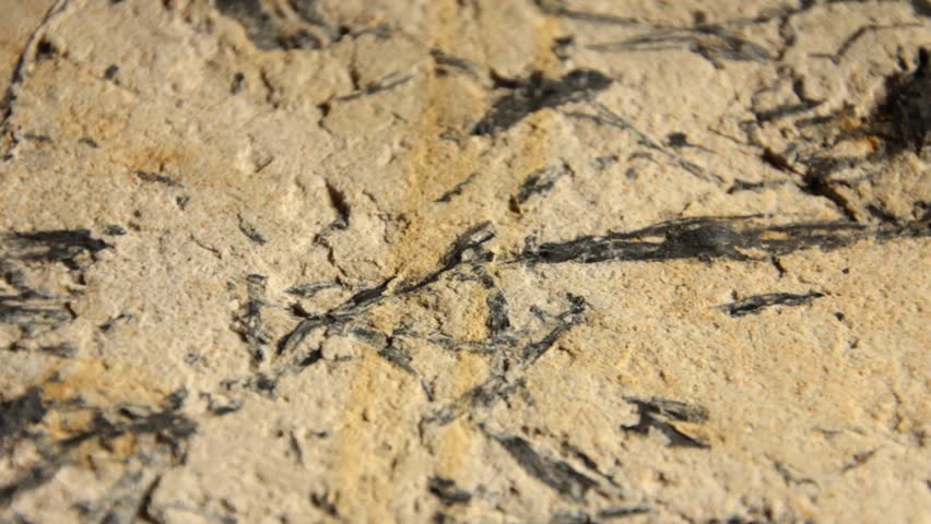 Plant fossils -  Charcolified wood - Permian Australia