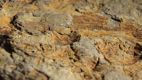 Bryozoan Fossil - Permian Australia