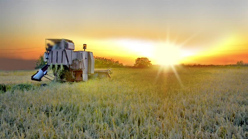 Harvesting at sunset - Stock Video. Farmer harvests the crop at sunset,in this