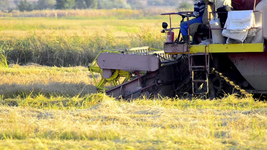 A farmer on a combine harvester (header) harvesting a crop of oats.