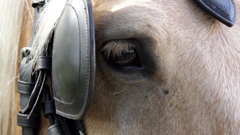 Horse eye plinking mammal leather