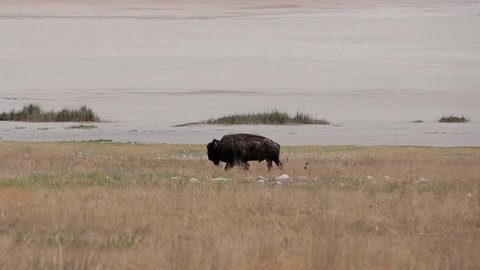 Bison walking across a field