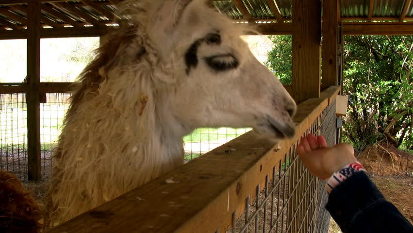 Feeding lama at petting zoo. 