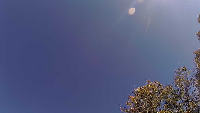 Tracking shot passing under a single tree as its trunk, branches and full green foliage are silhouetted against the blue sky. Blue Mounds State Park, Wisconsin, USA.