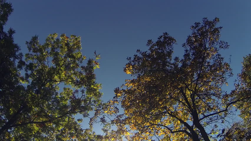 Tracking shot looking up at treetops as they pass overhead, fall colors on display. Branches and leaves are silhouetted against the blue sky. Blue Mounds State Park, Wisconsin, USA.