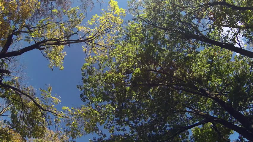 Tracking shot looking up at treetops as they pass overhead, fall colors on display. Branches and leaves are silhouetted against the blue sky. Blue Mounds State Park, Wisconsin, USA.