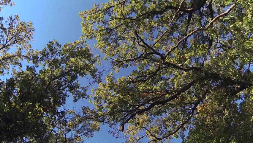 Tracking shot looking up at treetops as they pass overhead, fall colors on display. Branches and leaves are silhouetted against the blue sky. Blue Mounds State Park, Wisconsin, USA.