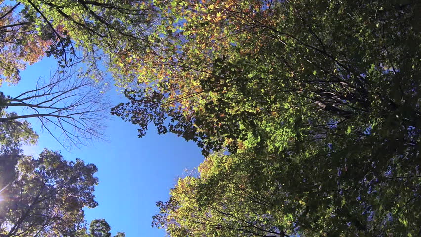 Tracking shot looking up at treetops as they pass overhead, fall colors on display. Branches and leaves are silhouetted against the blue sky. Blue Mounds State Park, Wisconsin, USA.
