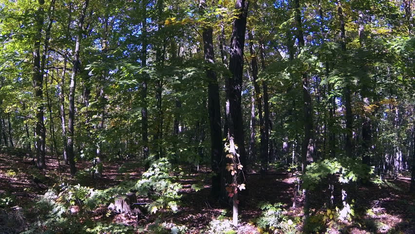 Smooth, slow tracking shot, driving past a quiet forest in early fall. Blue Mounds State Park, Wisconsin, midwest USA.