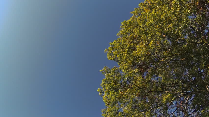 Tracking shot looking up at treetops as they pass overhead, fall colors on display. Branches and leaves are silhouetted against the blue sky. Blue Mounds State Park, Wisconsin, USA.