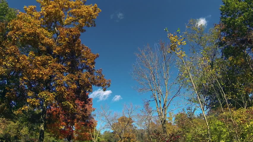 Tracking shot looking up at treetops as they pass overhead, fall colors on display. Branches and leaves are silhouetted against the blue sky. Blue Mounds State Park, Wisconsin, USA.