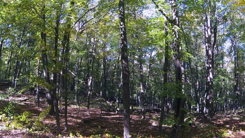 Smooth, slow tracking shot, driving past a quiet forest in early fall. Blue Mounds State Park, Wisconsin, midwest USA.