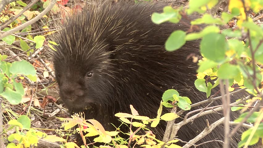 porcupine