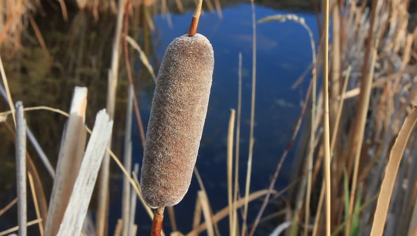 Close up of cat tail plant with water in the background.