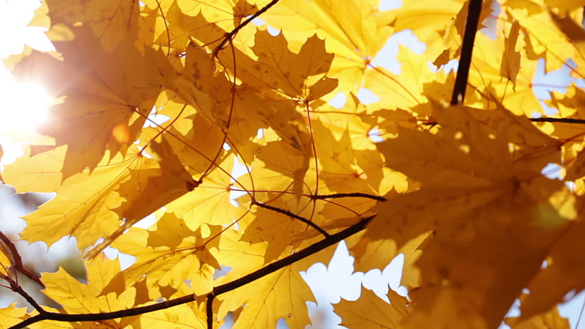 Autumn. The rays of the bright sun playing with yellow maple leaves