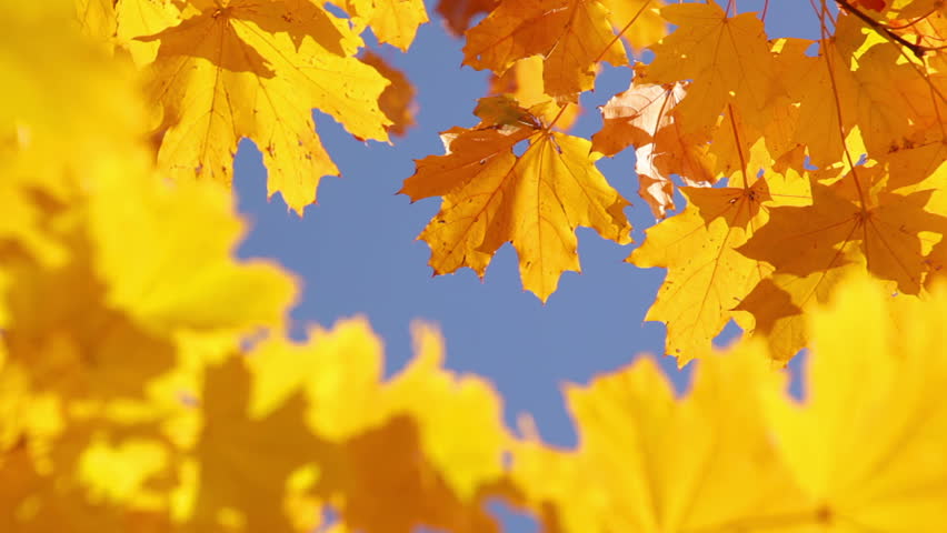 Autumn. Bright blue sky. Yellow maple leaves