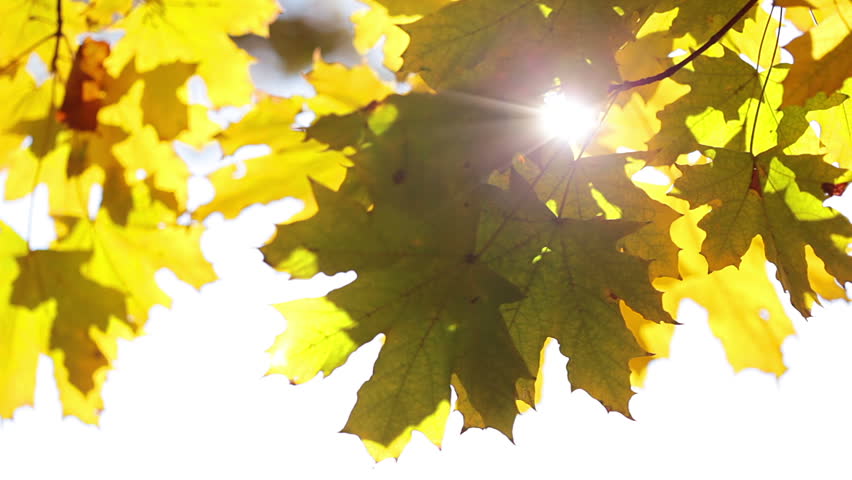 Autumn. The rays of the bright sun playing with yellow maple leaves