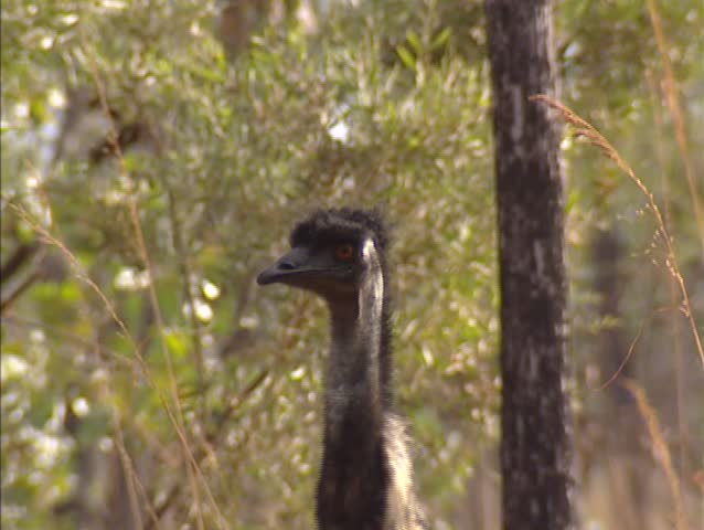 Emu, dromaius novaehollandiae in  savanna woodland, Australia - close up head and upper neck. Emus are able to travel long distances to reach abundant feeding areas.
