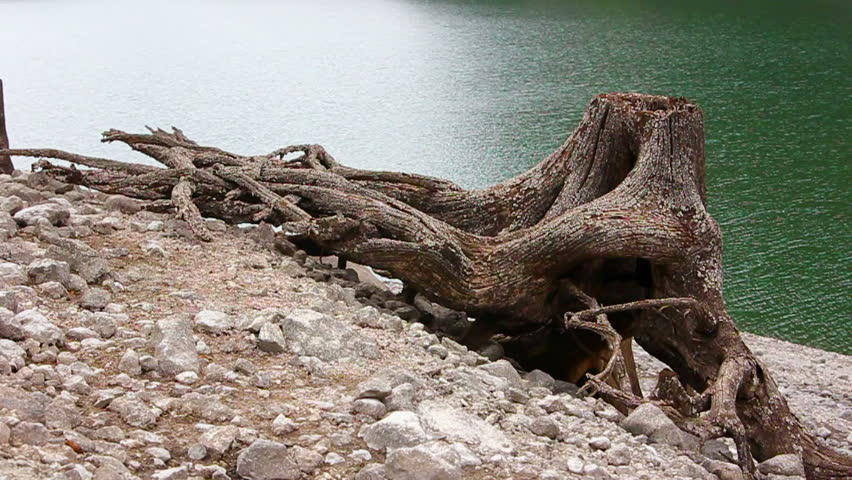 Tree stump near austrian Gosau lake/Tree stump near lake
