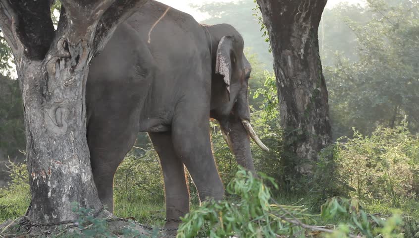 asian elephant eating sugar cane Stock Footage Video (100% Royalty-free