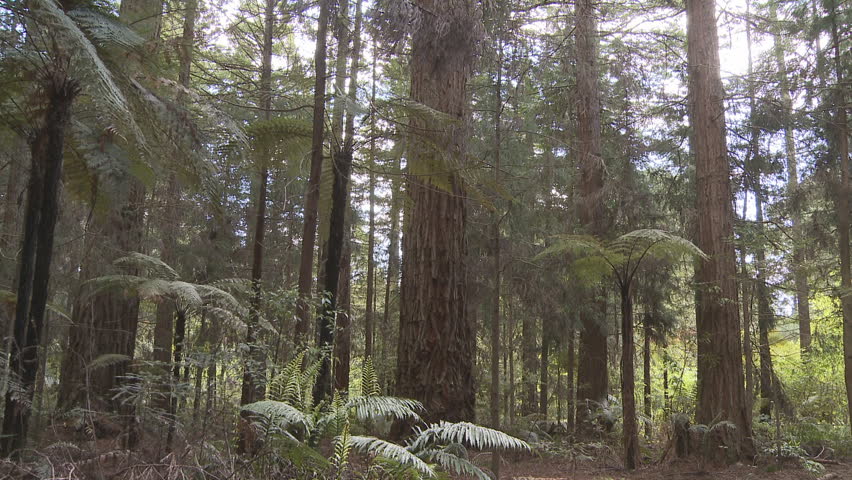 A tilt shot of trees in a Redwood forest