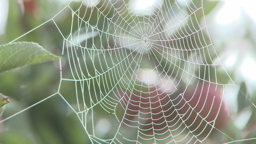 Backlit cobweb in an apple tree on a misty morning.