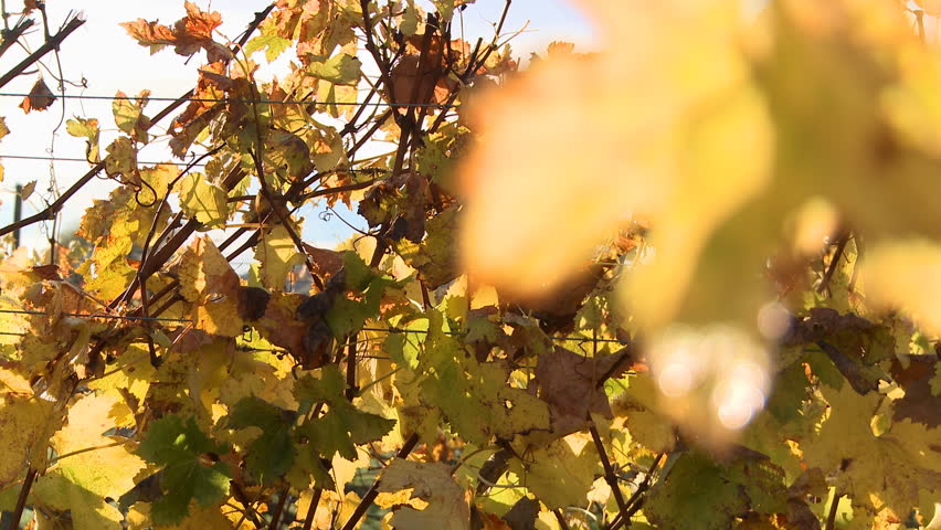 Grape vines in Autumn 