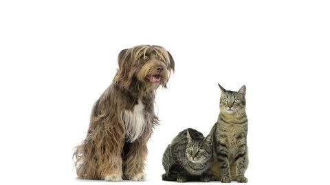 Crossbreed dog and cats sitting and looking around Stock Video