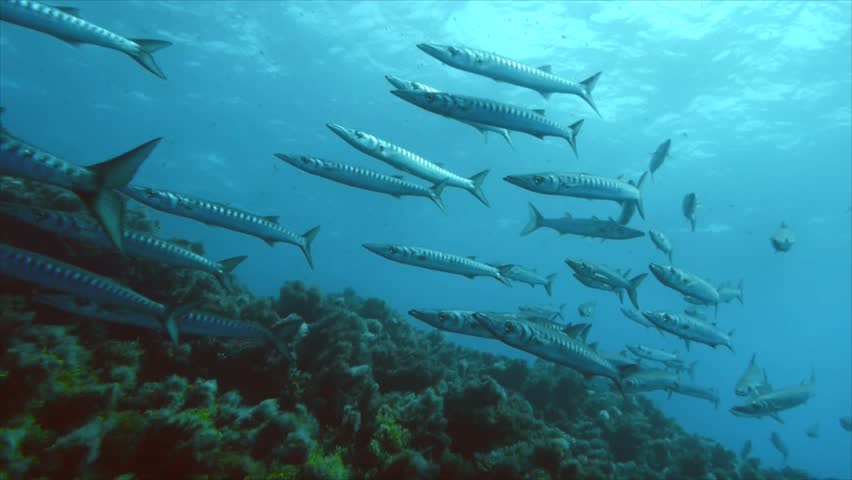 barracudas 