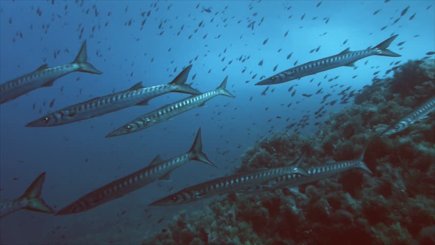 barracudas 