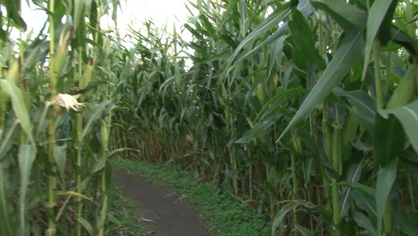 Point of view while walking through corn maze.