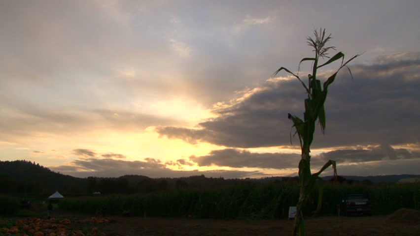 Time lapse over pumpkin patch and one lonely corn stalk at dusk.