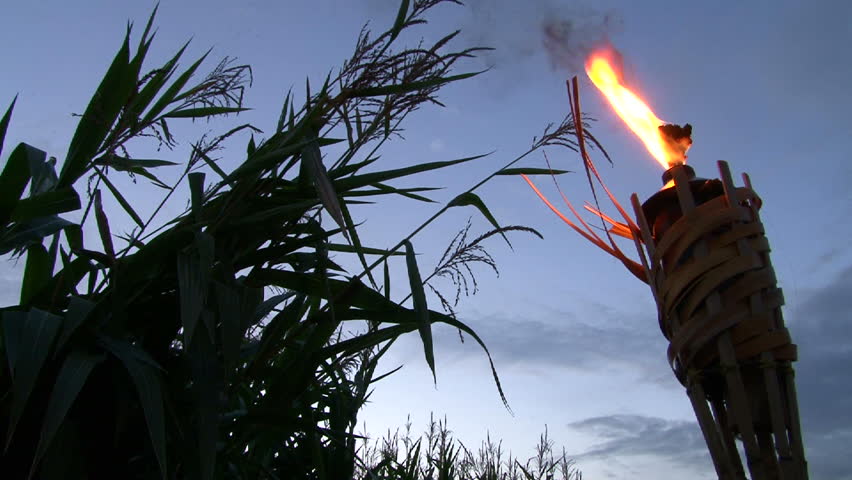 Tiki torch burns in front cloudy, night sky and corn crop.