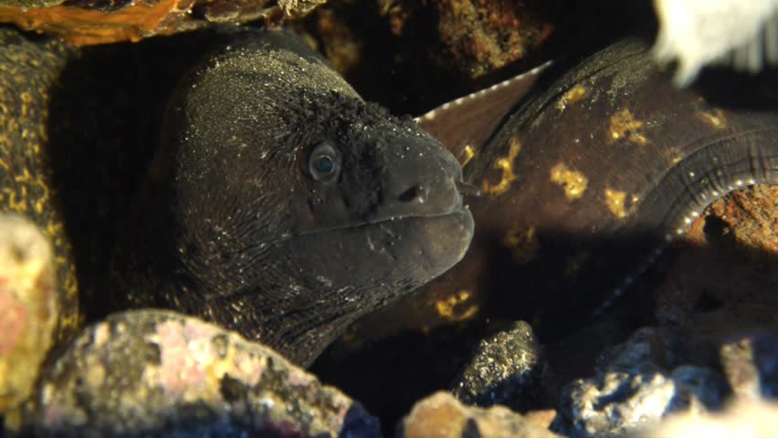 moray eel close up