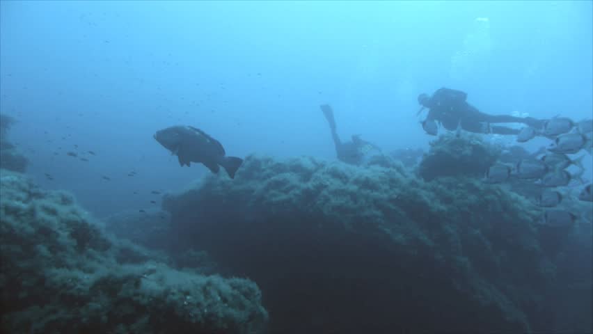 dusky grouper and scuba diver