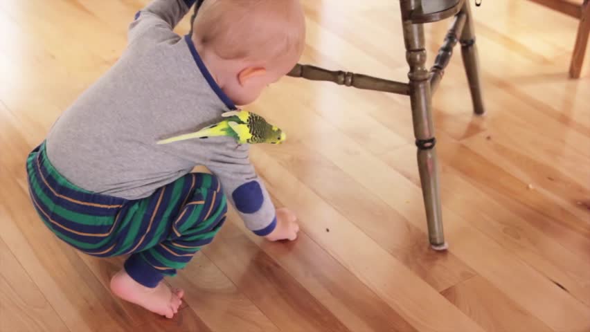 A little boy playing with his pet parakeet around the house