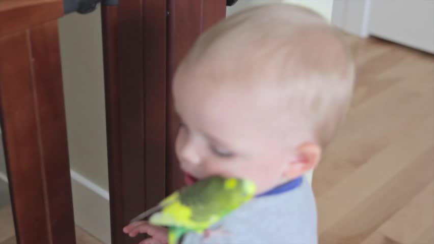 A little boy playing with his pet parakeet around the house