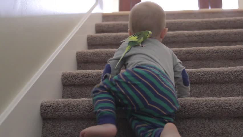 Little boy playing around the house with his pet parakeet