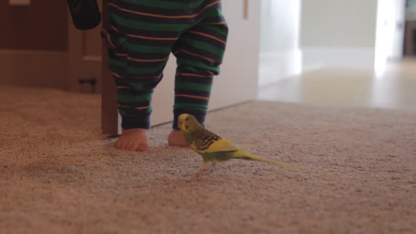 Little boy playing around the house with his pet parakeet