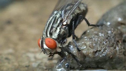 Macro clip of housefly with amazing detail of head, abdomen, thorax, legs, wings, and hairs