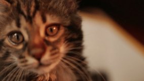 Cute cat looks past the camera, soft focus. Full 1080p HD Video!