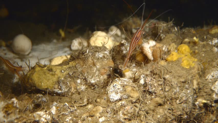 shrimp under water