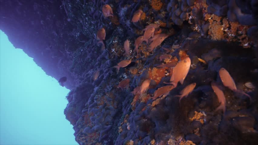 colorful reef under water mediterranean sea