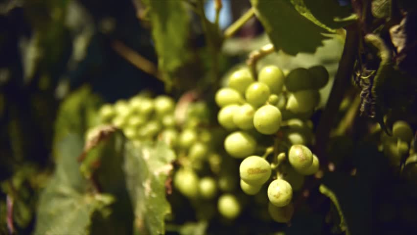 bunch of grape vineyard mediterranean sea