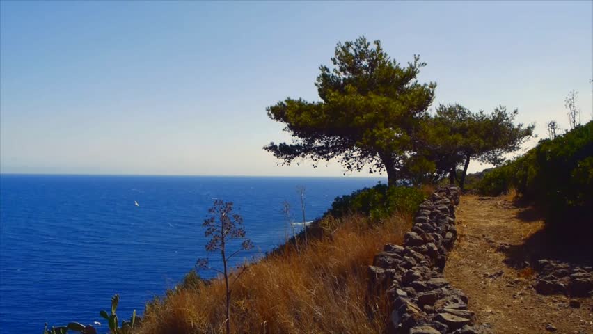 tree coastline mediterranean sea
