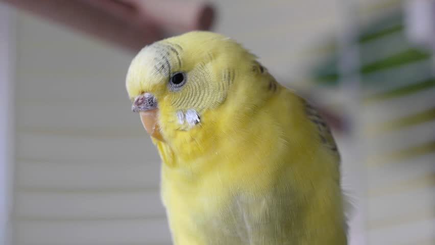 Domestic caged yellow budgie parrot.